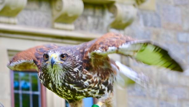 Falconry News